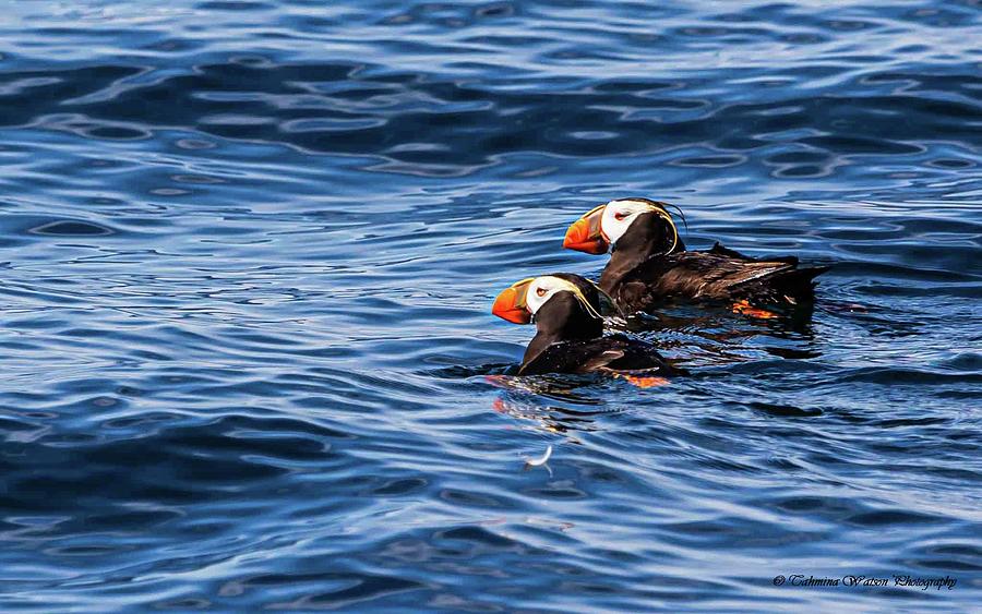 Tufted Puffins Pair Photograph by Tahmina Watson