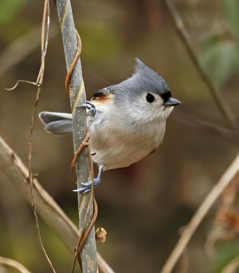 Cute Tufted Titmouse Bird Glass Tumbler