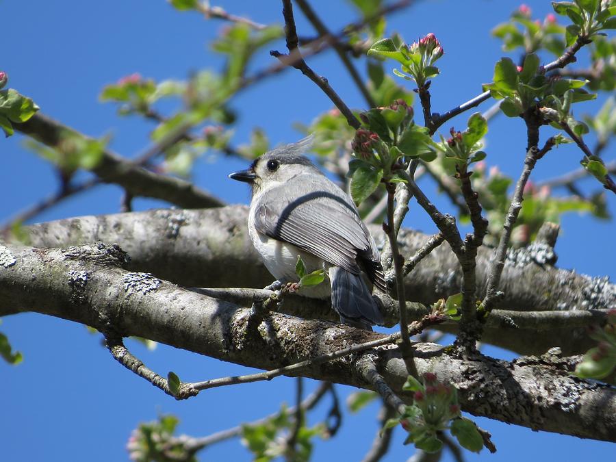 Tufted TItmouse - #13505 Photograph by StormBringer Photography