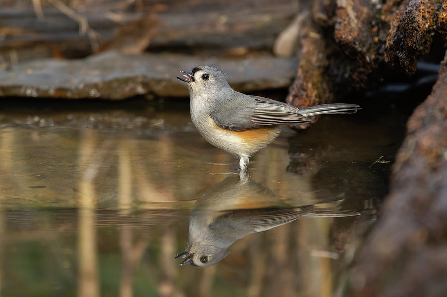Tufted Titmouse - 1798 Photograph by Jerry Owens