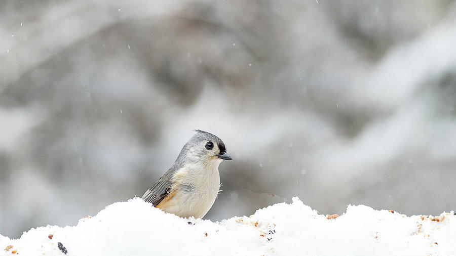 Tufted Titmouse 2 Photograph by Amelia Pearn