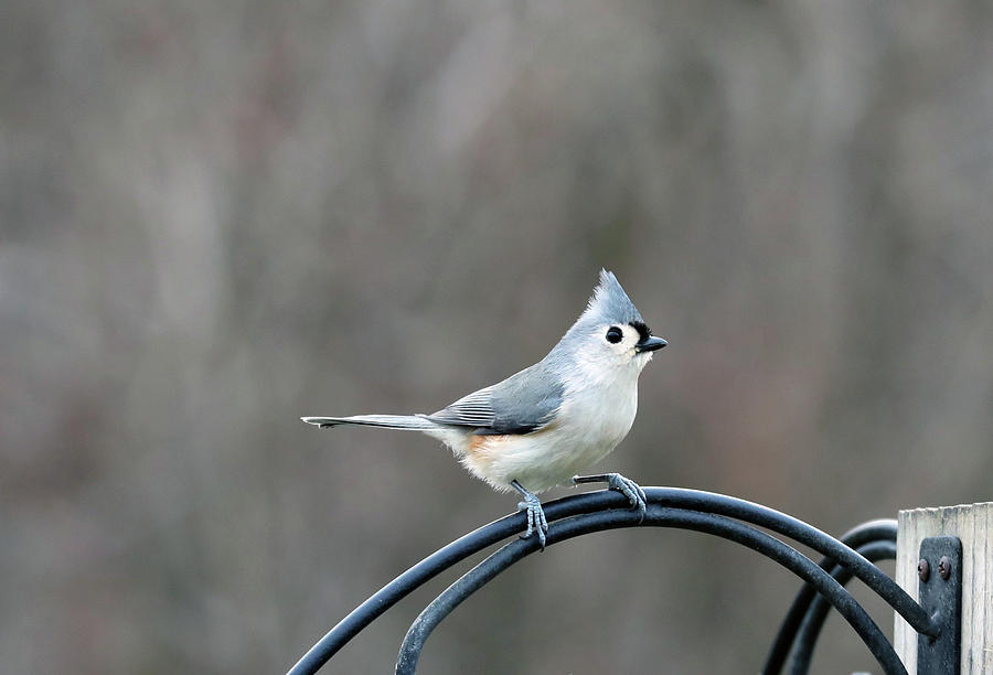 Tufted Titmouse 2 Photograph by Terry Cork