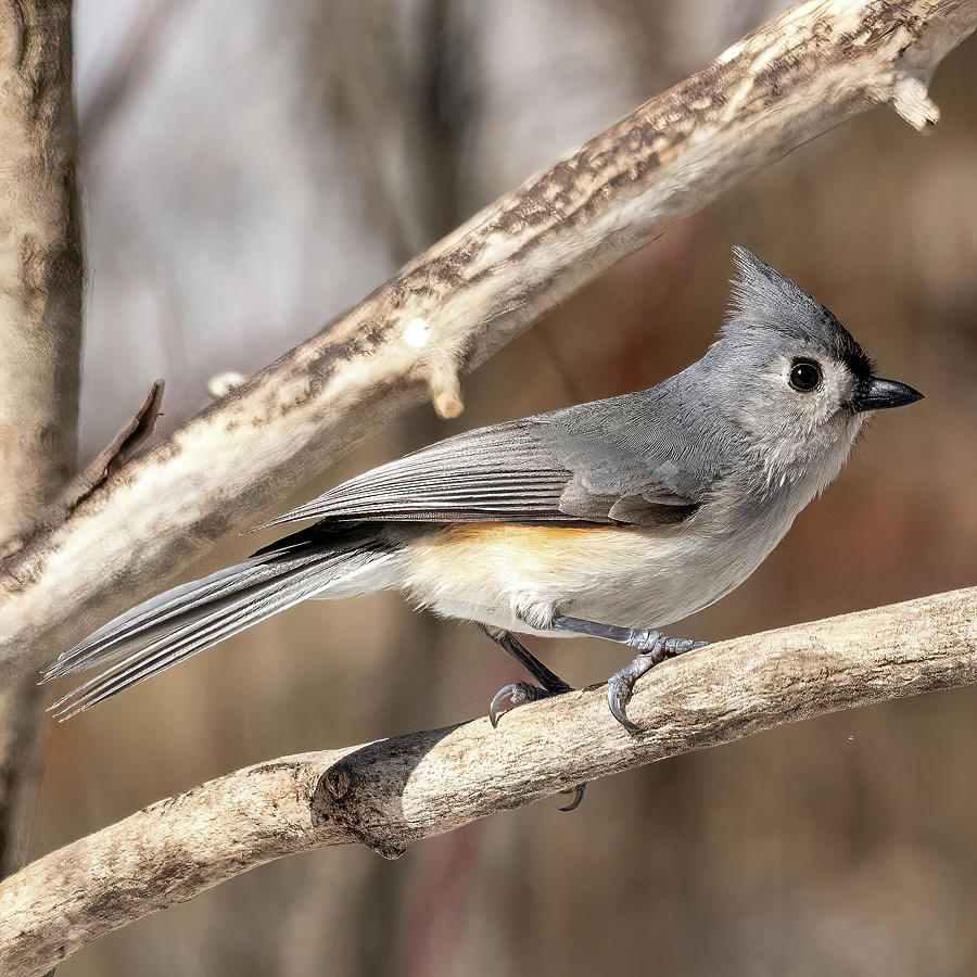 Animal Photograph - Tufted Titmouse 22 by Michelle McPhillips