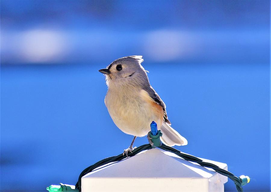 - Tufted Titmouse 3 Photograph by THERESA Nye