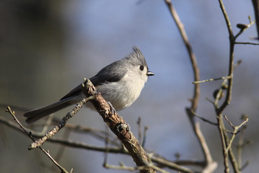 Tufted Titmouse  4179 Photograph by Travis Truelove