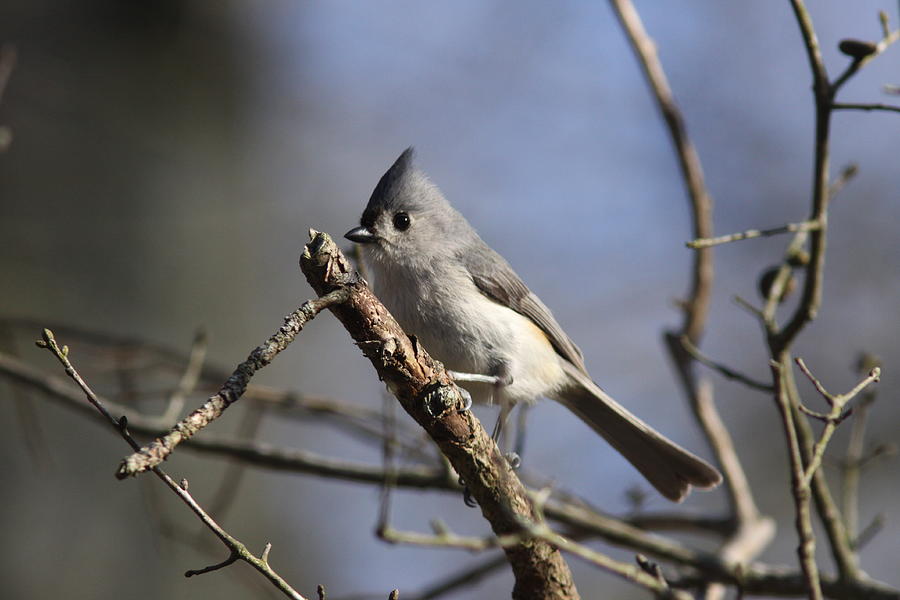 Tufted Titmouse  4183 Photograph by Travis Truelove
