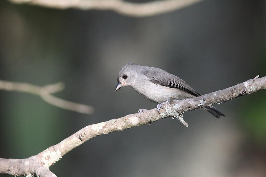 Tufted Titmouse 5261 Photograph by Travis Truelove