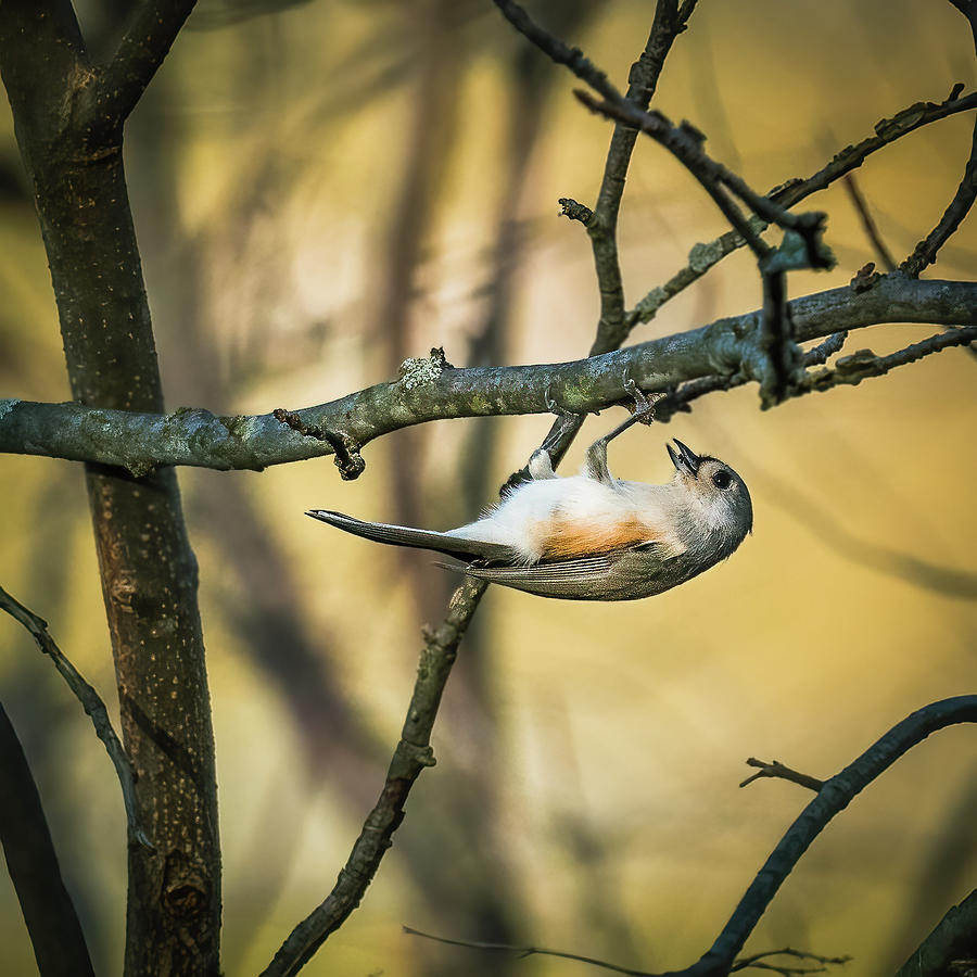 Tufted Titmouse. Photograph by Alexander Image
