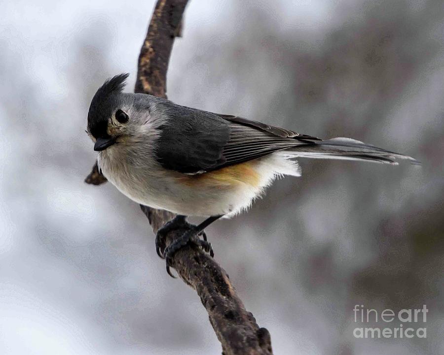 Tufted Titmouse Being Cute Photograph