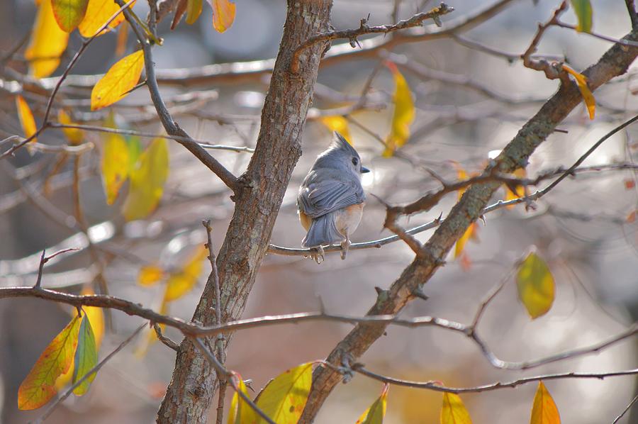 Tufted Titmouse Bird Back in Fall Photograph by Gaby Ethington