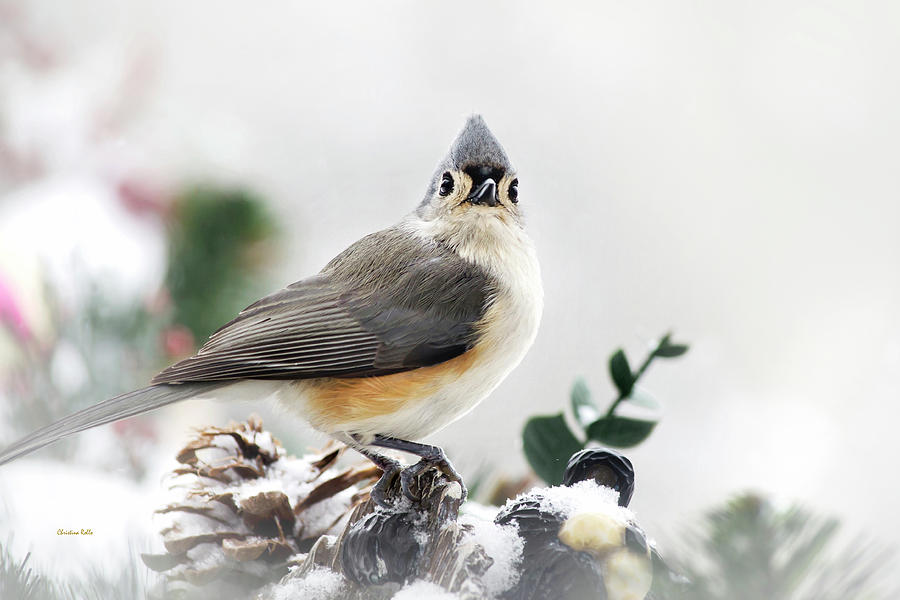 Tufted Titmouse Bird In The Snow Photograph by Christina Rollo