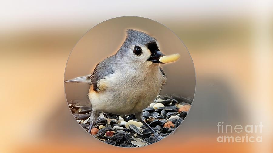 Tufted Titmouse And The Seed Of Life Photograph
