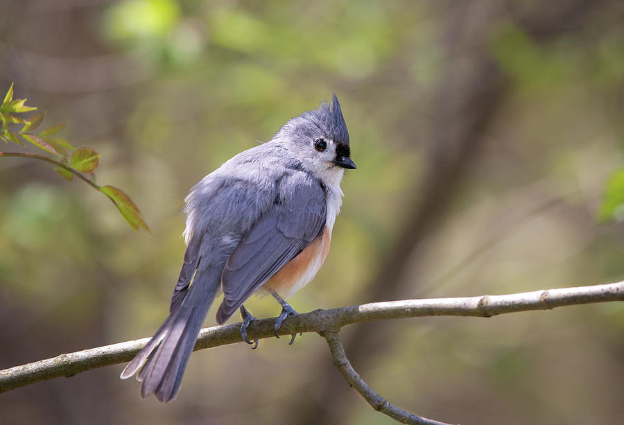 Tufted Titmouse Photograph by Dale Kincaid