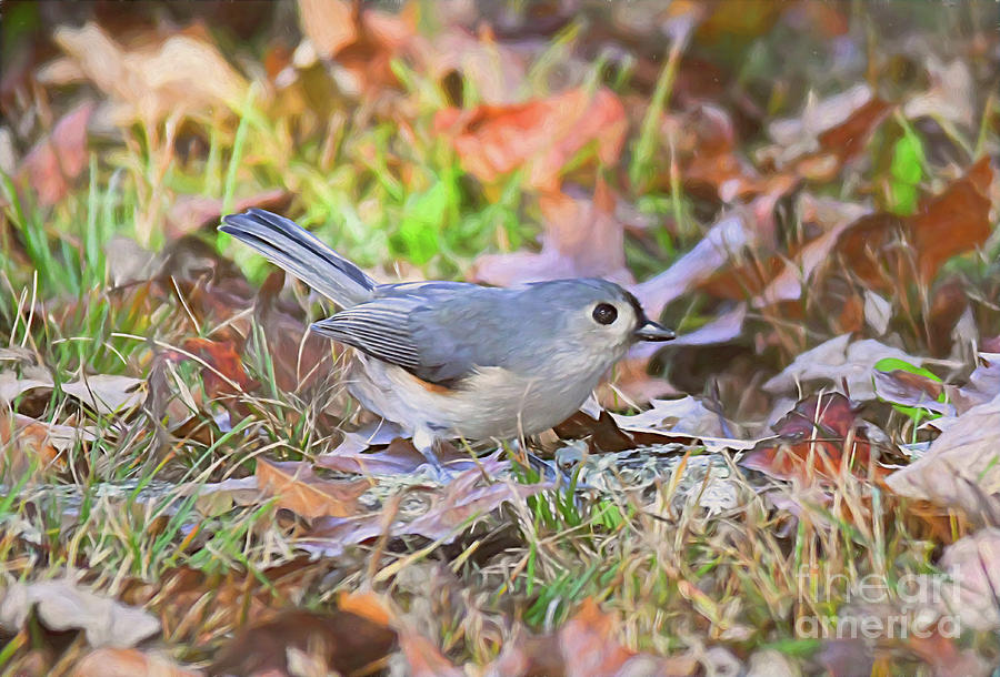 Tufted Titmouse Forages in the Autumn Leaves Photograph by Kerri Farley