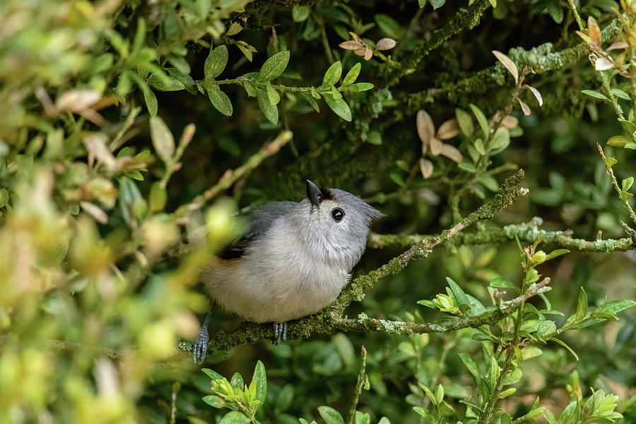 Tufted Titmouse in a Shrub Photograph by Rachel Morrison