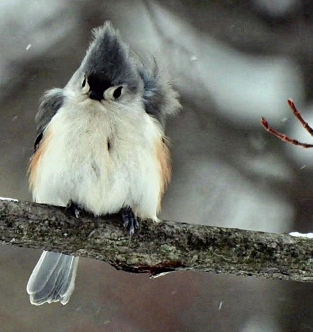 Tufted Titmouse in a Tither Photograph by Judy Stepanian