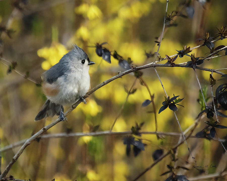 Tufted Titmouse In Abelia Shrub In South Carolina Photograph by Bellesouth Studio