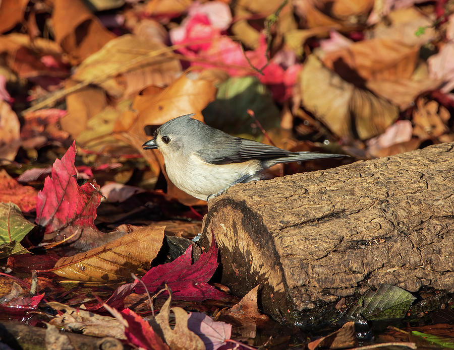 Tufted Titmouse in Autumn Foliage Photograph by Chad Meyer