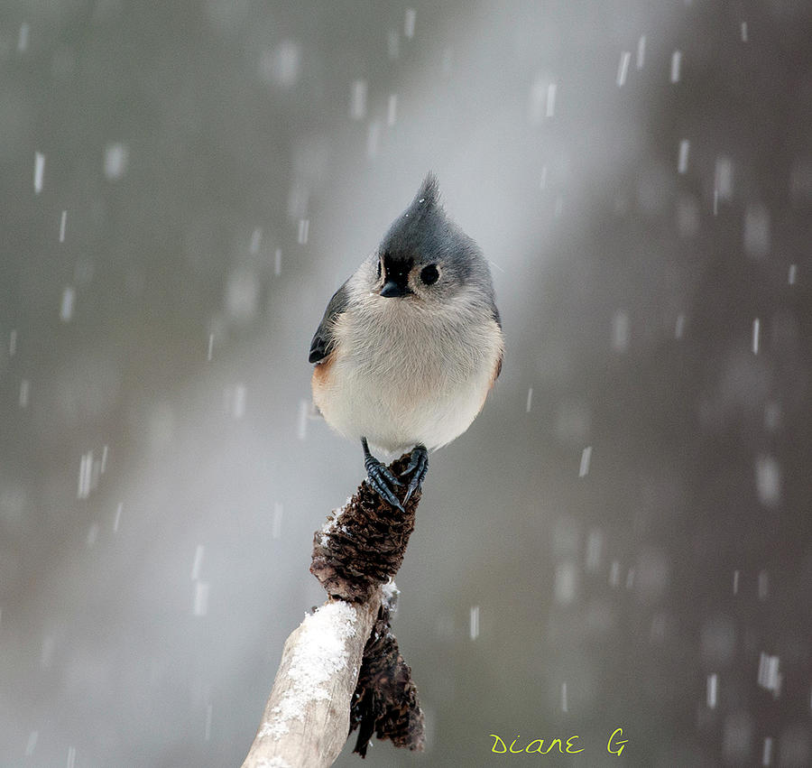 Tufted Titmouse in snow Photograph by Diane Giurco