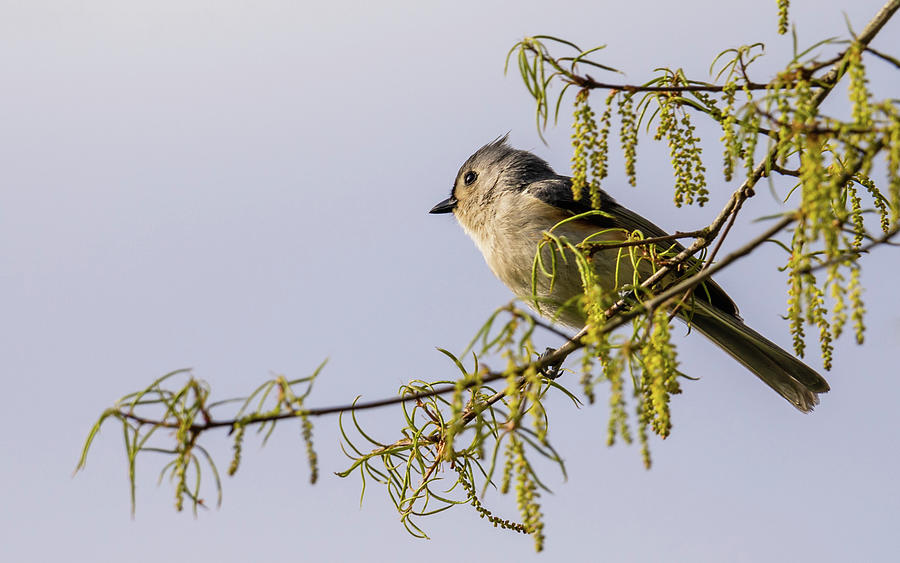 Tufted Titmouse in the Morning Photograph by Rachel Morrison
