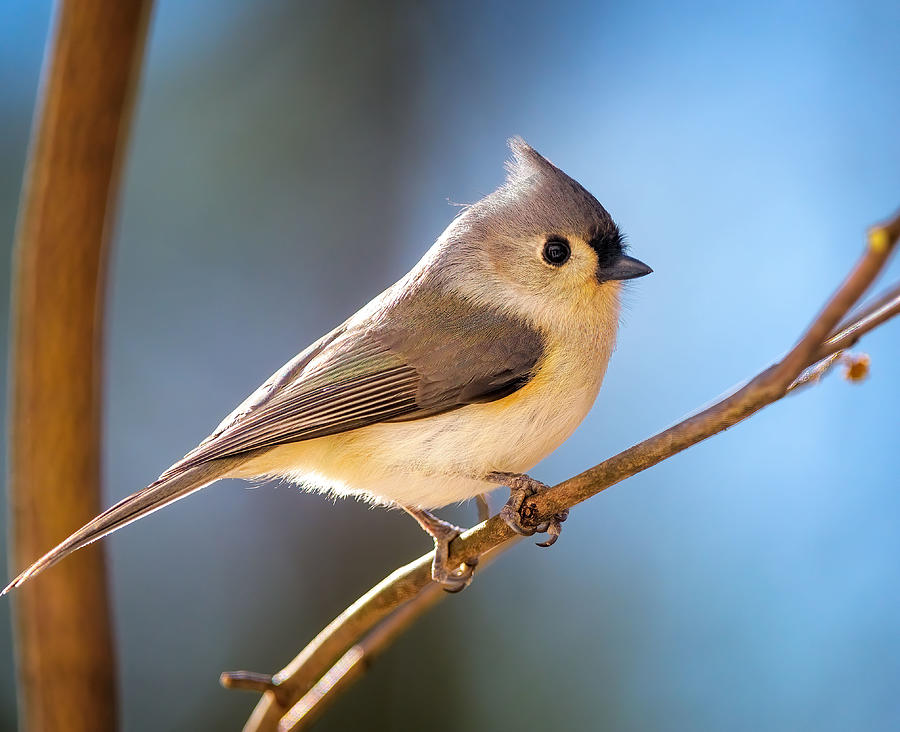 Tufted Titmouse in the Morning Sun Photograph by Mike Mcquade