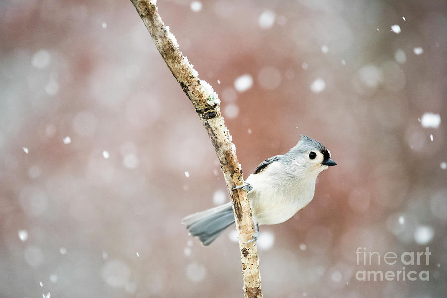 Tufted Titmouse by Katie Joya Tufted Titmouse by Katie Joya