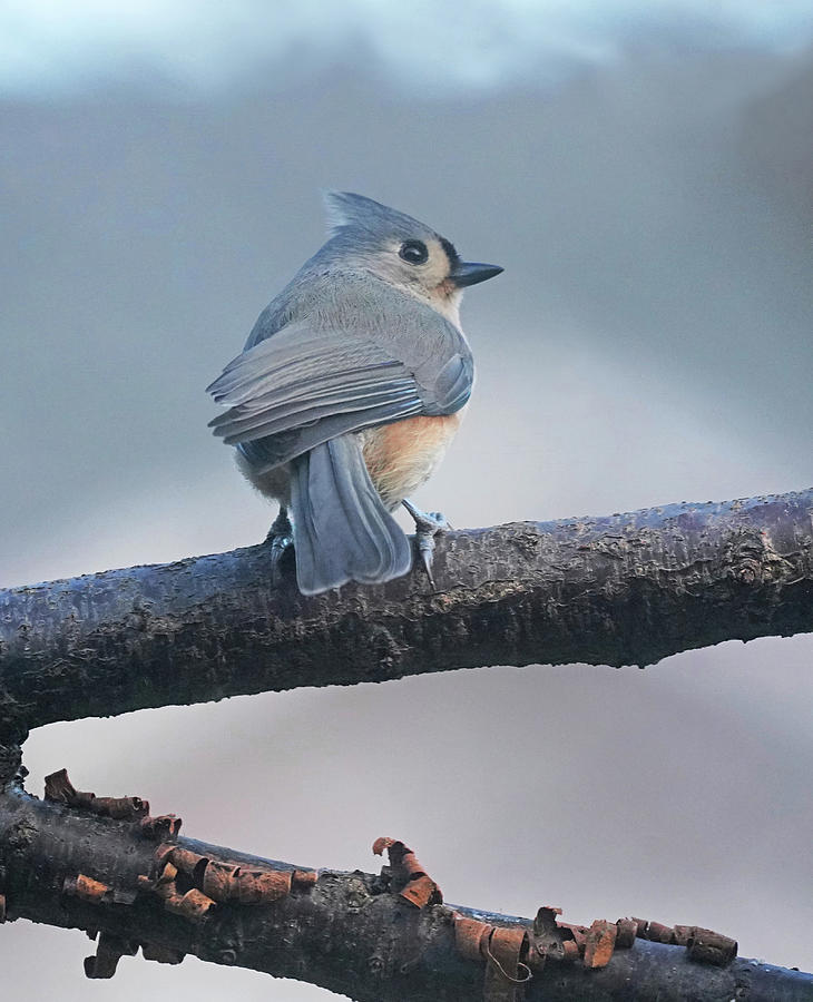 Tufted Titmouse Keeping Watch Photograph by Dennis Cox Photo Explorer