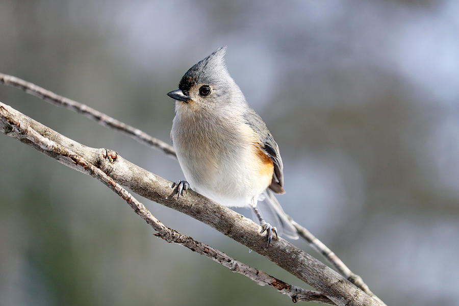 Titmouse Photograph - Tufted Titmouse by Laura Ganz