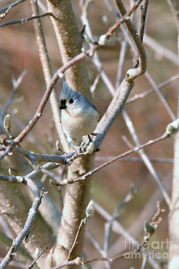 Tufted Titmouse Photograph by Lila Fisher-Wenzel
