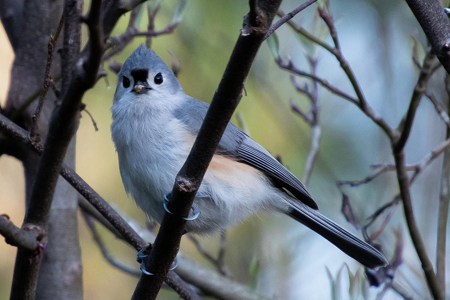 Tufted Titmouse Looking Forward Photograph by Cascade Colors
