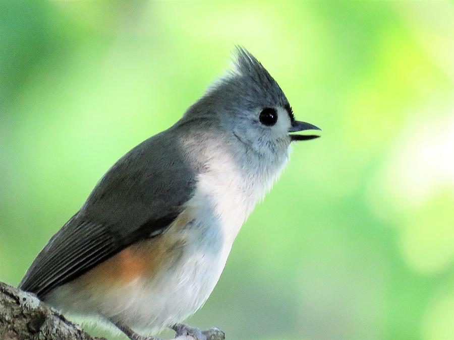 Tufted Titmouse  Photograph by Lori Frisch