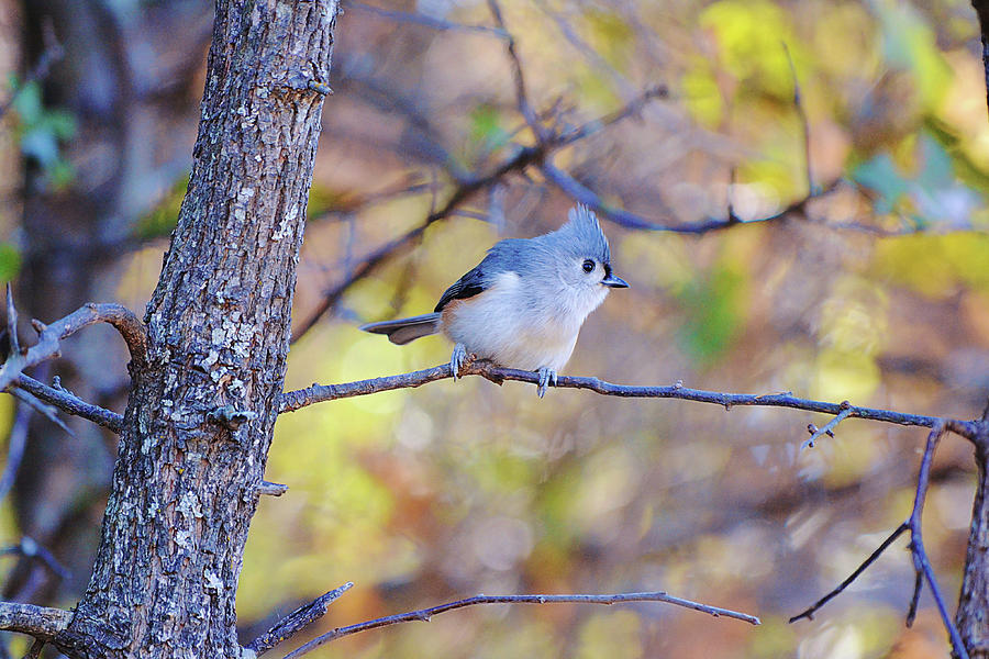 Tufted Titmouse Making A Decision Photograph