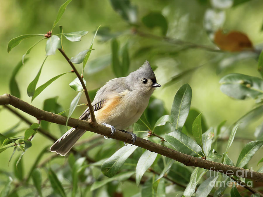 Tufted Titmouse Photograph by Michelle Tinger