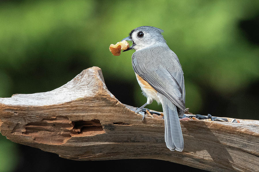 Tufted Titmouse by Mike Koenig Tufted Titmouse by Mike Koenig