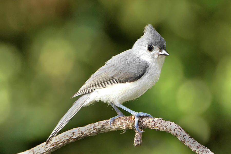 Tufted Titmouse Pose Photograph by Jerry Griffin
