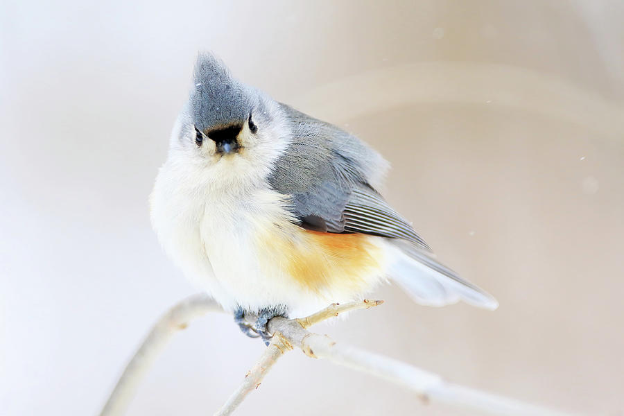 Tufted Titmouse Photograph by Shixing Wen