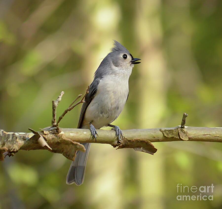 Tufted Titmouse Sings for Spring Photograph by Kerri Farley