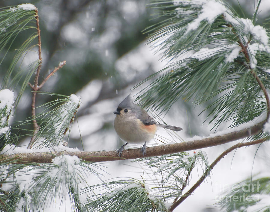 Tufted Titmouse Snow Day Photograph by Kerri Farley