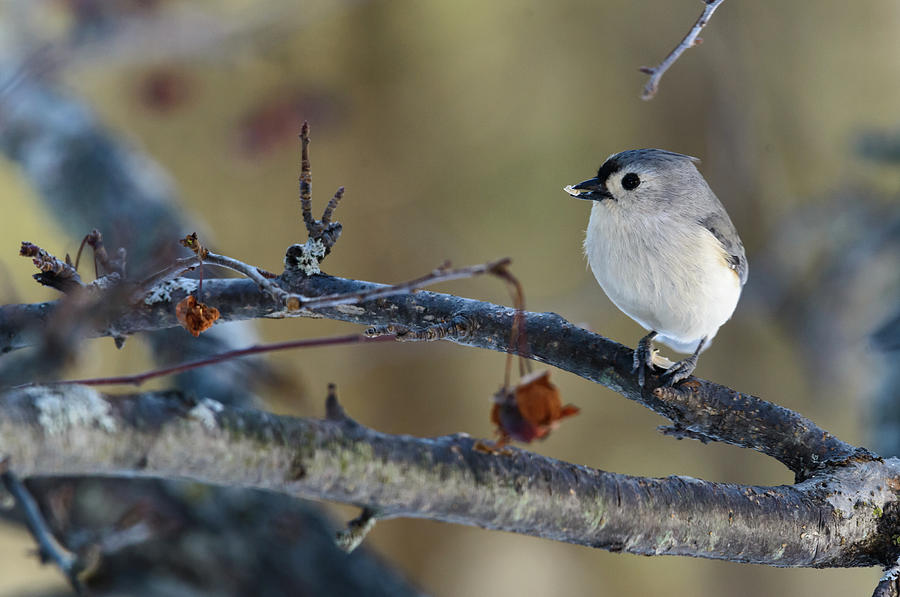 Tufted Titmouse Songbird with a Seed Photograph by Douglas Allen Tufted Titmouse Songbird with a Seed Photograph by Douglas Allen