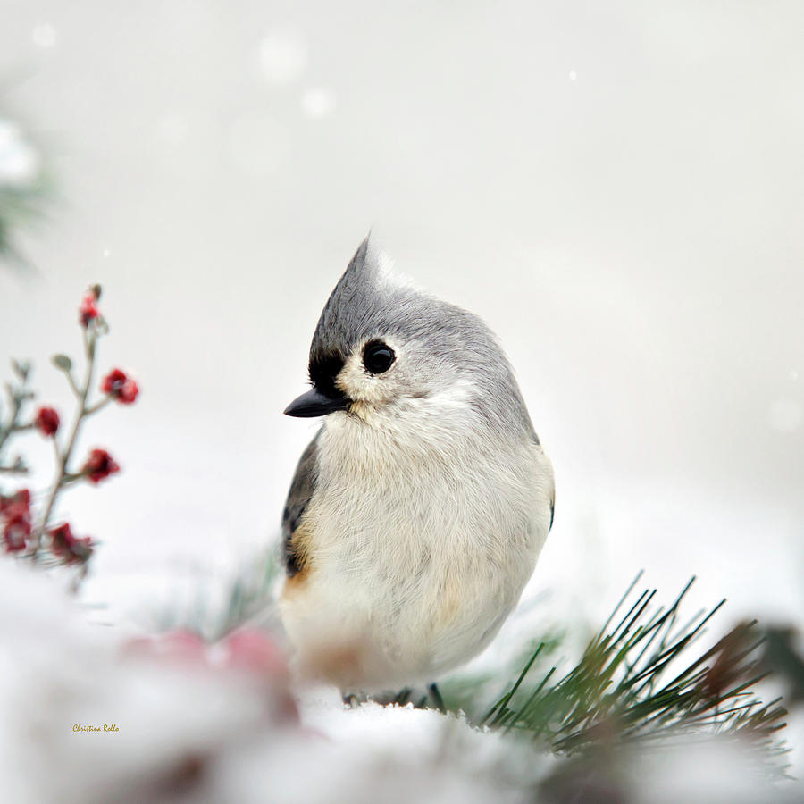 Tufted Titmouse Square Photograph by Christina Rollo