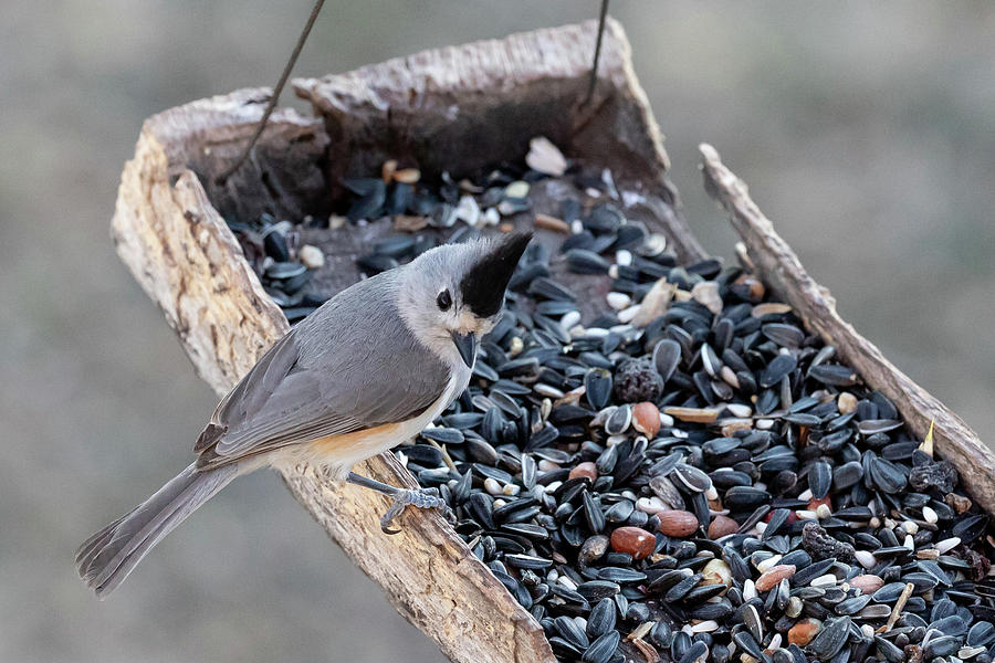 Tufted Titmouse Photograph by Steve Templeton