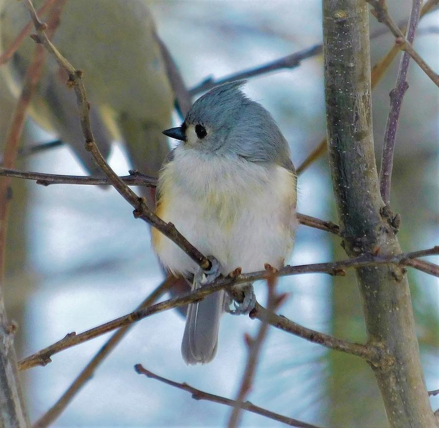 - Tufted Titmouse Photograph by THERESA Nye