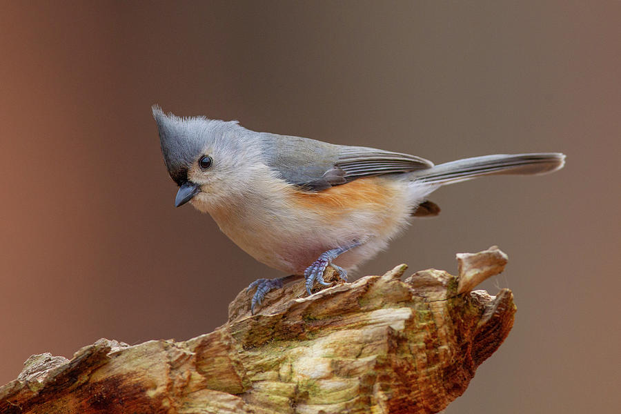 Tufted Titmouse Photograph by Timothy McIntyre