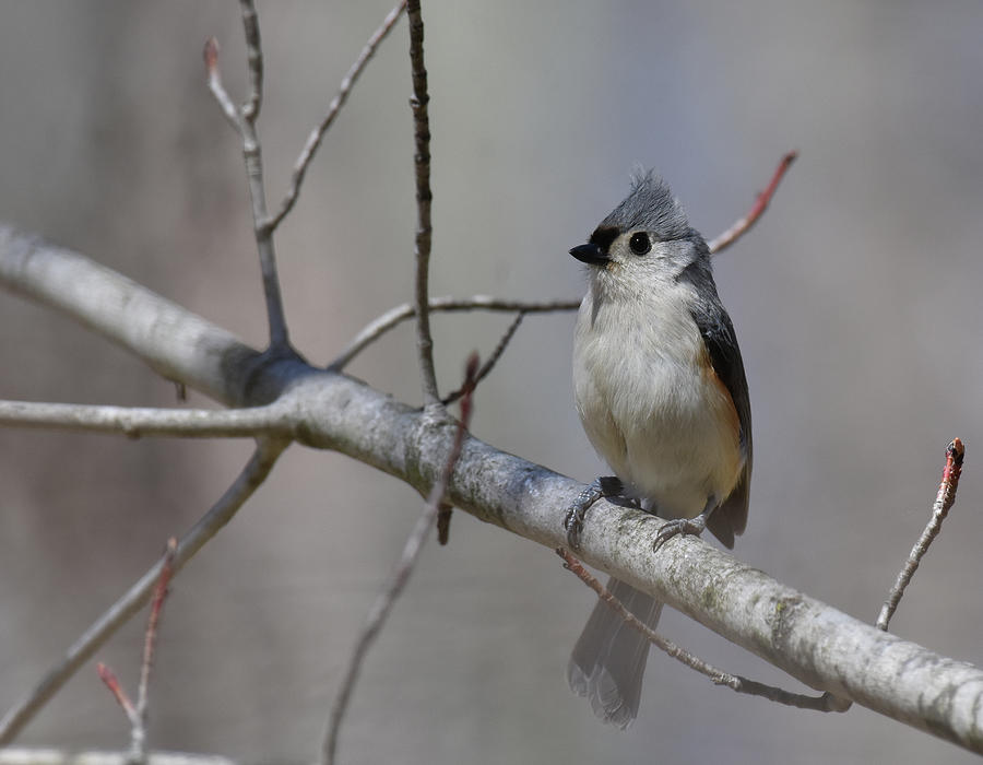 Tufted Titmouse Photograph by Tom Crook Tufted Titmouse Photograph by Tom Crook