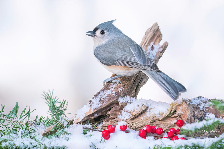 Tufted Titmouse Tranquility Photograph by Peg Runyan