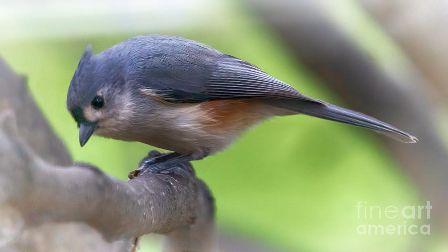 Tufted Titmouse Visitor Photograph