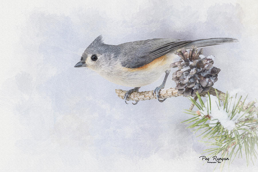 Tufted Titmouse water color Photograph by Peg Runyan
