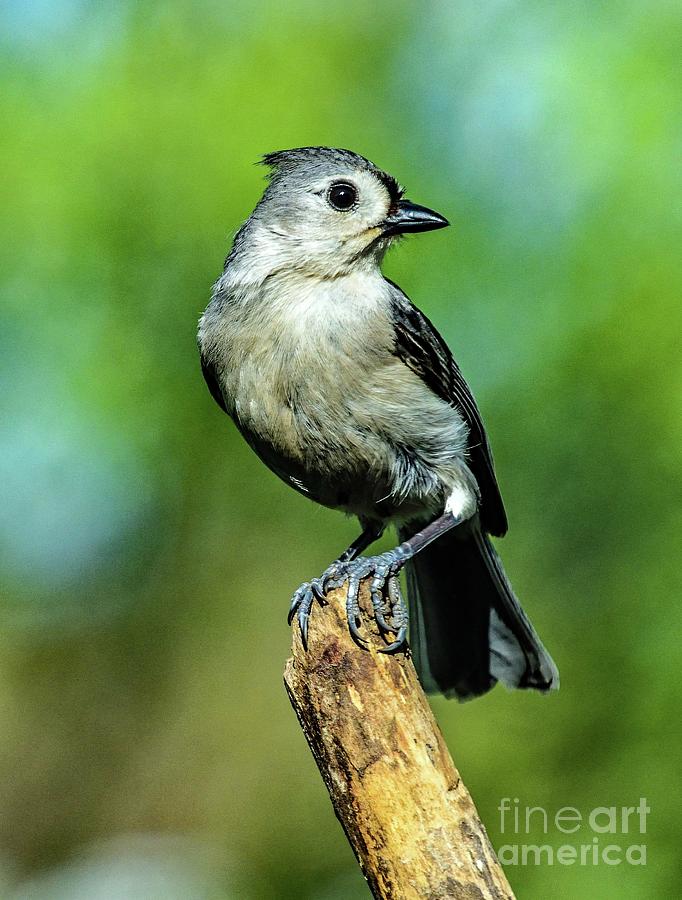 Tufted Titmouse With A Tight Grip Photograph