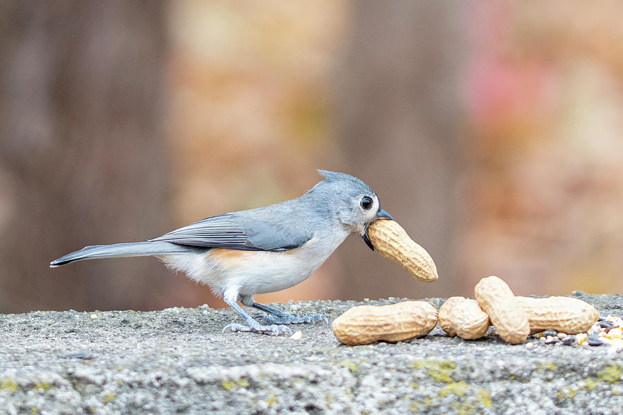 Tufted Titmouse with Peanut in Mouth Photograph by Ilene Hoffman