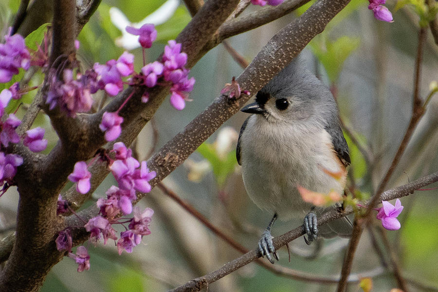 Tufted Titmouse with Redbud Photograph by Cascade Colors